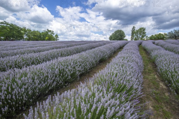 Beautiful summer evening in a lavender field. Large blue lavender bushes blooming in a cultivation area. Landscape shot under a cloudy sky at Lake Balaton, Hungary