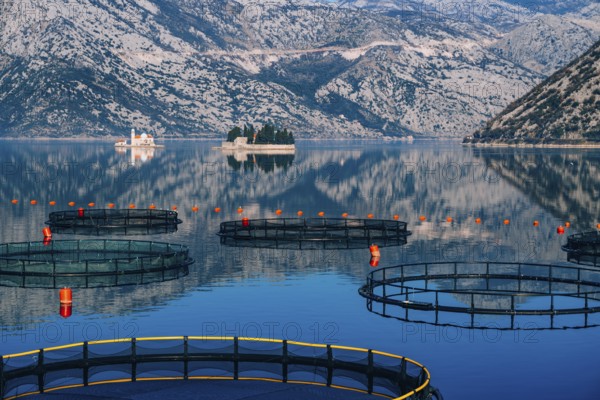 Fish farm in Montenegro. The farm for breeding and fish farming in the Bay of Kotor