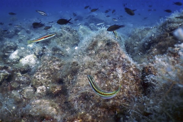Sea Life Underwater Rocks Sunlight, Underwater Life, wildlife