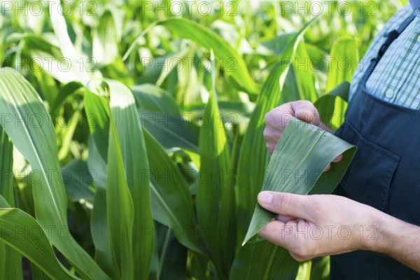 Farmer in overalls doing scrutiny of corn stalks at field closeup photo