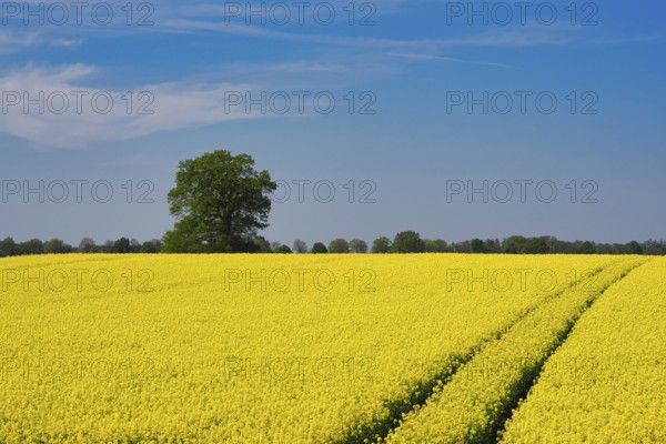 Rapeseed field in spring with a tractor track, behind it a single tree, Lower Rhine, North Rhine-Westphalia, Germany