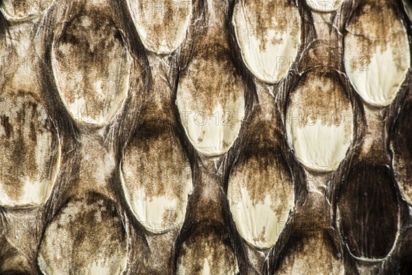 Texture of genuine snakeskin. Close up real leather texture
