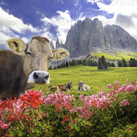 Cow in the rose garden mountains, Karersee, Suedtirol, Italy