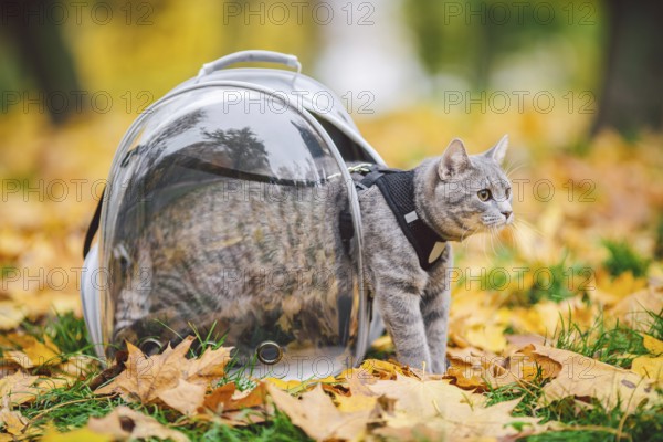 Hausgraue Katze in einem Geschirr und eine Leine neben einem transparenten Rucksack für Haustiere im Herbst Park in gelben Blättern. Naturwanderung Thema mit einem Haustier in einem Rucksack mit einem Porthole