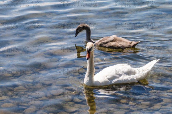 Mute swans, (Cygnus olor) adult and juvenile, Lake Constance