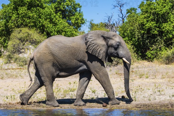 Botswana, Chobe National Park. The concept of exotic tourism. African elephant - loner on a watering place in the Okavango Delta