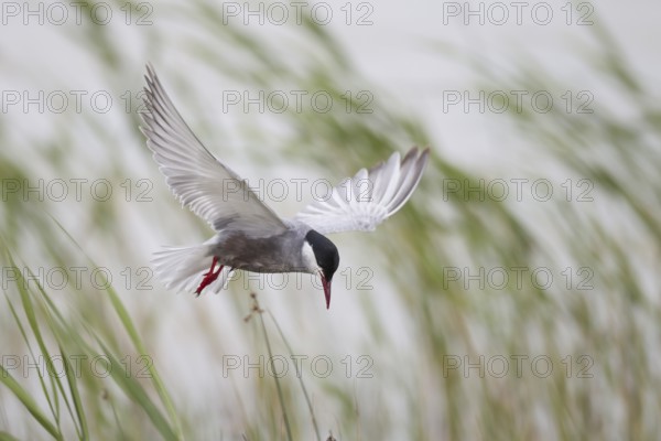 White-bearded Tern, Chlidonias hybrida, Whiskered Tern