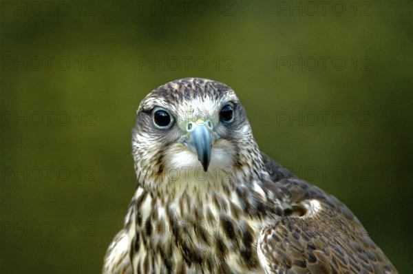 Falcon, Gerfalcon, Saker falcon, Falco hybrid, falconry Neunkirchen, Neunkirchen, Saarland, Germany