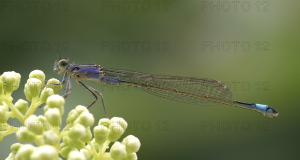 Ischnura elegans Blue-tailed damselfly Slender damselfly