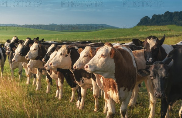 Beautiful countryside scenery with a herd of Holstein cows, displayed in a row, looking towards the sunrise, on a green meadow, in Germany