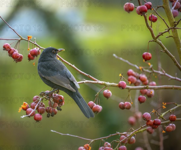 Closeup of a blackbird sitting in an apple tree
