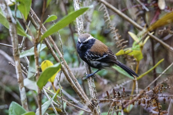 Close-up of a Serra antwren facing camera and perched on a tiny branch, Caraca Natural Park, Minas Gerais, Brazil
