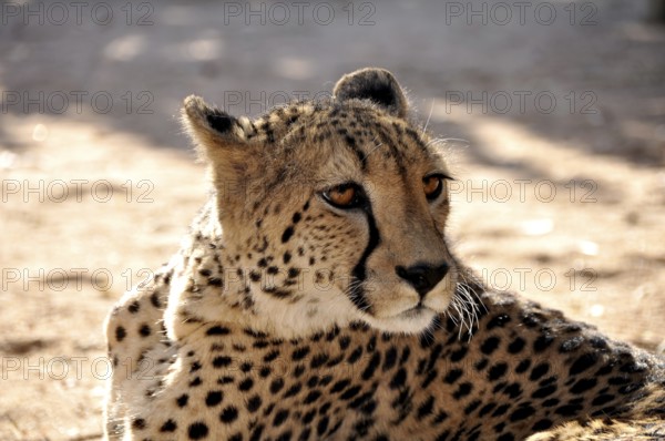Cheetah lying in the road