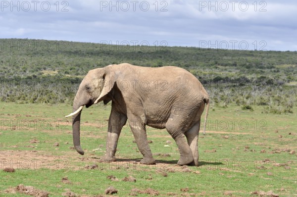 An African Elephant in the Addo Elephant Park, South Africa