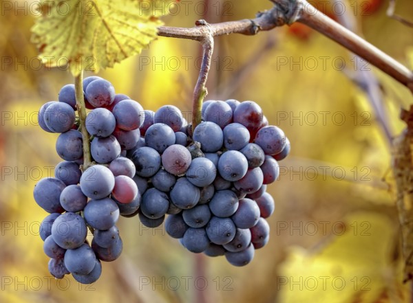 Ripe Pinot Noir grapes with autumnal vine leaves
