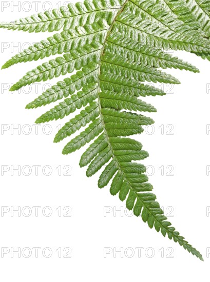 Close up of a curling green fern leaf on a white background