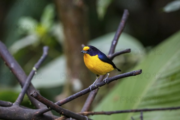 Close-up of a colorful Violaceous euphonia perched on a branch against defocused green background, Folha Seca, Brazil