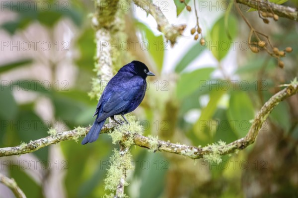 Blue-black grassquit perched on a branch against defocused green background, Caraca natural park, Minas Gerais, Brazil