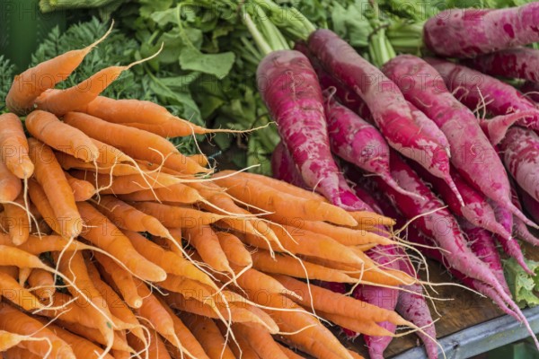 Fresh vegetables (carrots) at the farmers market