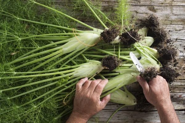 Cleaned and fennel just picked from the garden
