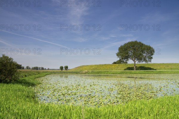View at a dike with a tree from the floodplains of the River Waal near the Dutch village IJzendoorn