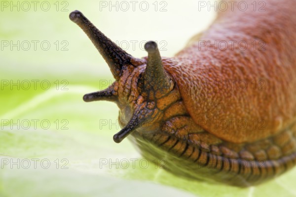 A nudibranch crawls on a lettuce leaf Austria