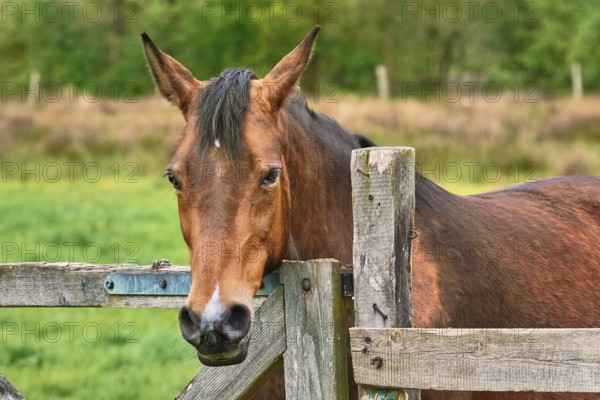 Portrait of the Chestnut Horse Barsel, Germany
