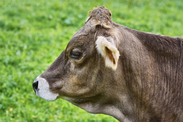 Portrait of Dairy Cattle in the Traditional Pasture Bolsternang, Germany