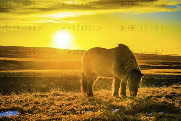 Iceland hose standing in grassland of sunrise. Shooting Location: Iceland, Reykjavik