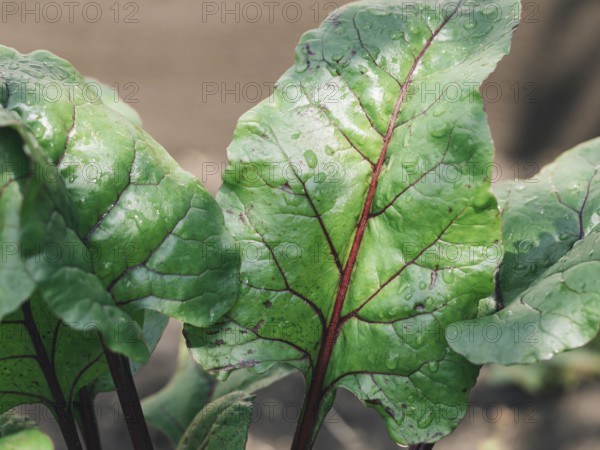 Organic Beet Leaves Grown in Garden. Chard leaves in garden, natural daylight. Copy space for text