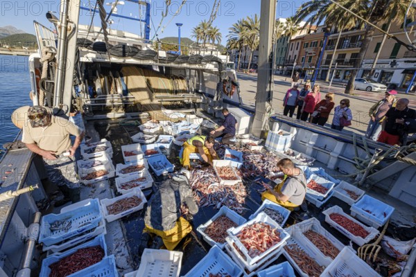 Sailors selecting the fish, pesca de arrastre o pesca de bou, Andratx, Majorca, Balearic Islands, Spain