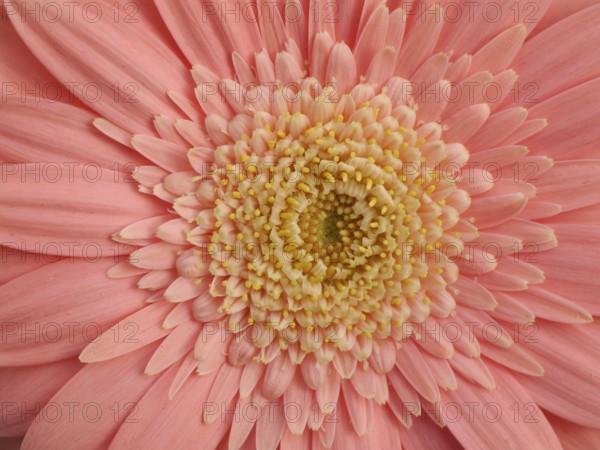 Gerbera
