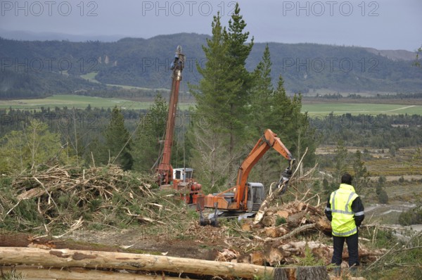 A hauler drags Pinus radiata logs to the top of a hill in Westland