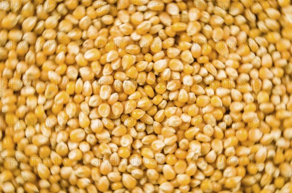 Beautiful background of popcorn for various uses. Popcorn kernels in defocused spiral close-up