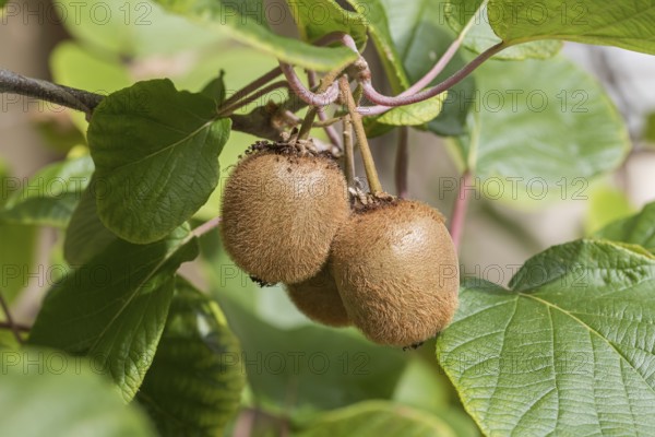 Kiwi (Actinidia deliciosa 'Jenny'), Cambridge Botanical Garden, Germany