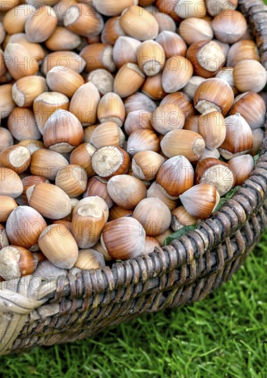Hazelnut (Corylus in varieties), An den Dorfwiesen 9, Laußnitz, Saxony, Germany