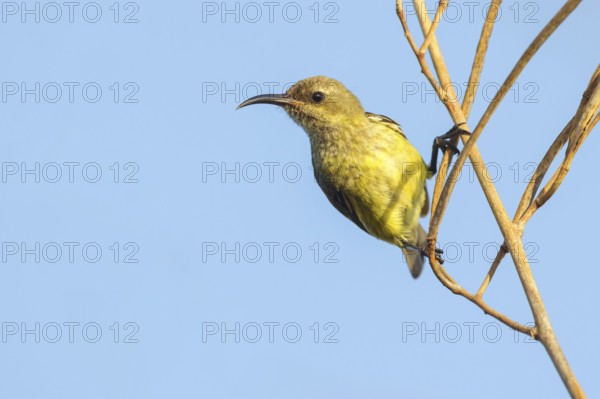 Green-breasted Sunbird, Green-throated Sunbird, Hedydipna platura, Anthodiaeta platura, (Anthreptes platurus), Pygmy Sunbird, Suimanga pigmeo, Tendaba camp / Kwinella area, Kwinella, South Bank, Gambia