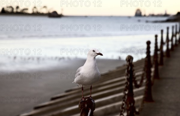 Nelson New Zealand South Island Ocean Side