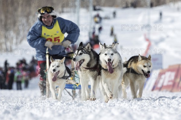 PETROPAVLOVSK-KAMCHATSKY, KAMCHATKA, RUSSIA, MARCH 2, 2014: Running sled dog team Kamchatka musher Valery Sokolov. Kamchatka Sled Dog Racing Beringia. Race-prologue, distance of 10 kilometers