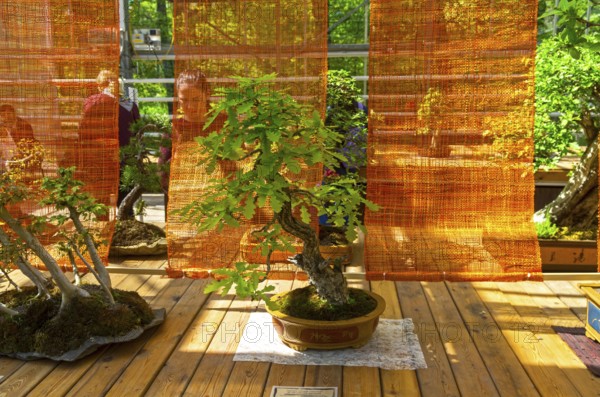 English oak, Bonsai in the style of