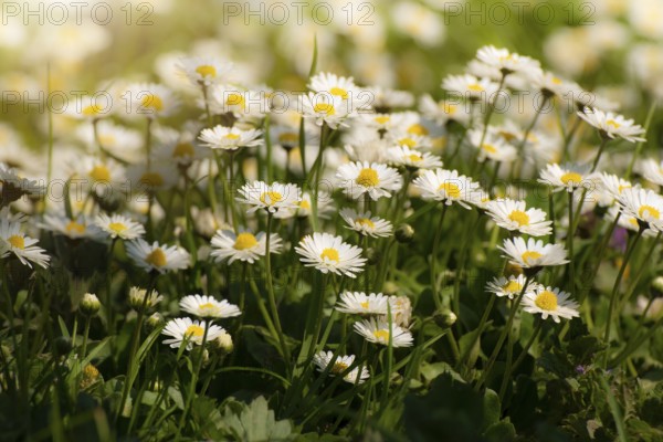 Backlit by sunlight daisy stalks closeup