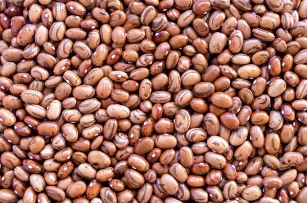 Beans of bean (beans). Background of many grains of dried beans. Brown beans texture. Food background. Close up. Bean background and textured. Background of brown bean.