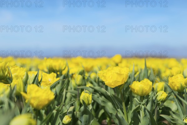 Dutch flower field with yellow tulips
