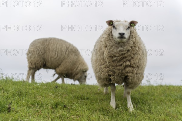 Texel sheep on dyke at Dutch wadden island