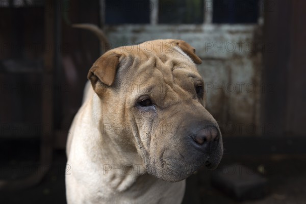 Portrait of a Shar-Pei in his backyard in Buenos Aires, Argentina 2016