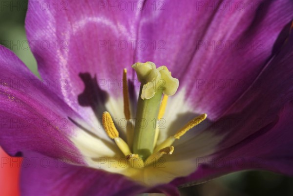 Tulip