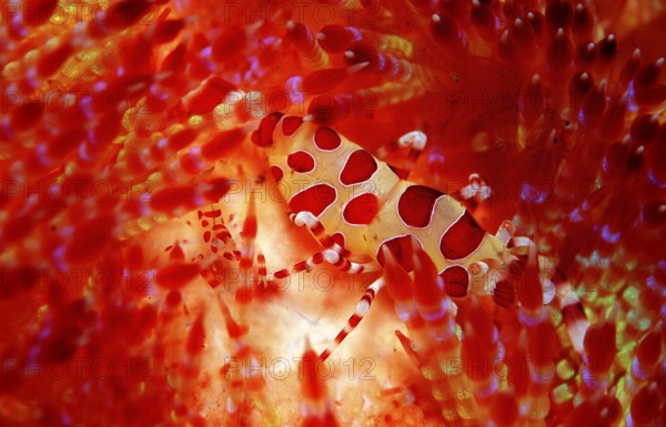 Coleman's partner shrimps on fire sea urchin, Periclimenes colemani, Asthenosoma varium, Bali, Indian Ocean, Indonesia