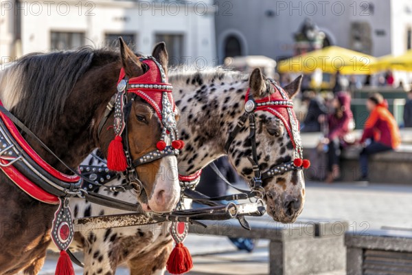Horses with a carriage on the main square of Krakow in Poland