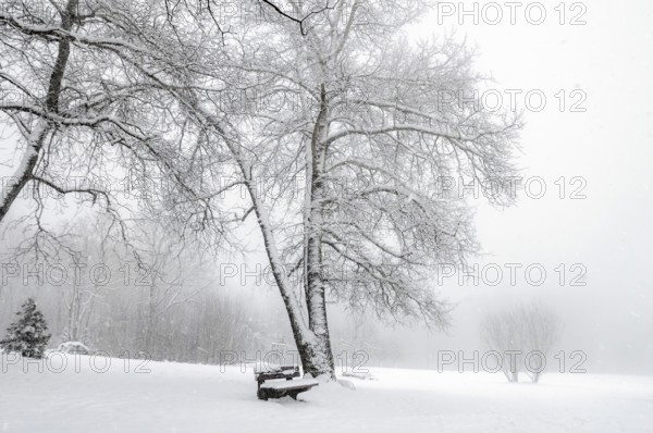 Winter scenery with snowflakes falling over an empty park, leafless trees, wooden bench and a thick layer of snow, near Schwabisch Hall, Germany