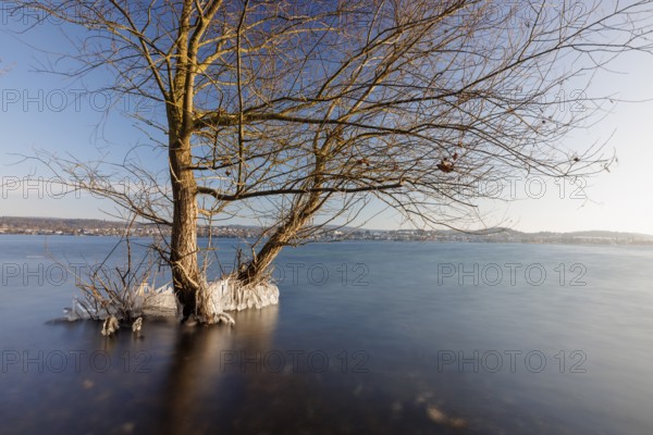 Two trees standing in the water of a lake, surrounded by ice, under a clear blue sky, Niederzell, Reichenau, Lake Constance, Baden-Württemberg, Germany